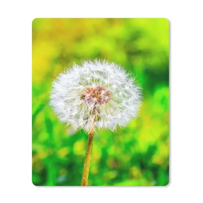 Produktbild von MuchoWow® Mauspad Mousepad Löwenzahn - Gras - Blume 19x23 cm - Mousepads - Maus Mat - Pad - Mausunterlage - Mauspads - Spielen