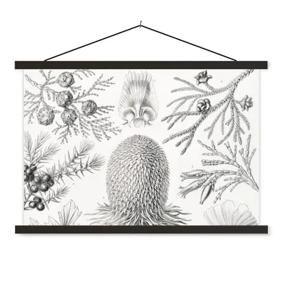 Produktbild von MuchoWow® Textilposter Koniferen - Ernst Haeckel - Kunst - Retro - Illustration - Natur 120x80 cm mit schwarzem Rahmen - Wanddeko