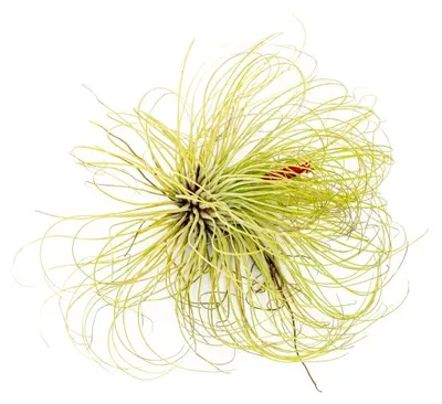 Obrázek produktu pro Gardners Tillandsia Andreana