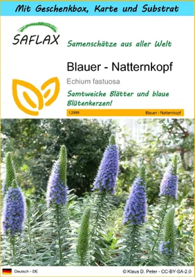 Produktbild von SAFLAX Geschenk Set - Blauer - Natternkopf - Echium fastuosa - 100 Samen - Mit Geschenkbox, Versandaufkleber, Geschenkkarte und Anzuchtsubstrat