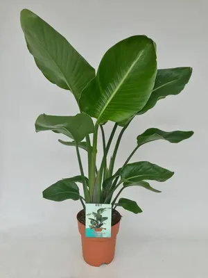Obrázek produktu pro Stromová strelice Strelitzia Nicolai - bílá rajka, pokojová rostlina, Ø19cm