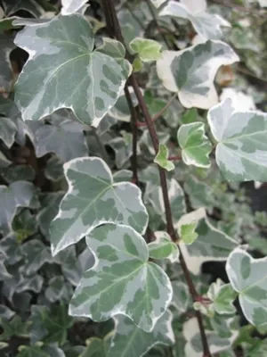 Produktbild von Hedera helix Glacier - buntblättriger Efeu - weiß-grüner Efeu -  60- 100 cm
