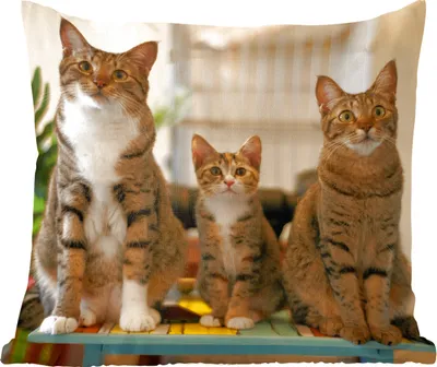 Produktbild von MuchoWow® Zierkissen Sofakissen Wohnzimmer Dekokissen 60x60 cm Drei Katzen auf kleinem Tisch - Sitzfläche - Foto Polster