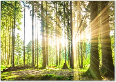 Produktbild von Tulup® Glas-Bild - 100 x 70 - Wandbild aus Glas - Wandkunst - Wandbild hinter gehärtetem Sicherheitsglas - Landschaften - Wald Sonne - Grün