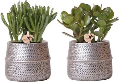 Produktbild von Sukkulenten 2er – Set in silbernen Rillen – Keramik – Ziertöpfen Zimmerpflanze Ø9cm – pflegeleichte Sukkulente für Wohnzimmer, Büro & helle Standorte
