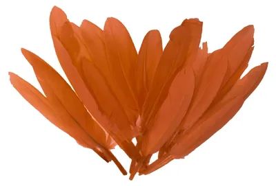 20 Entenfedern , 9-14 cm , orange