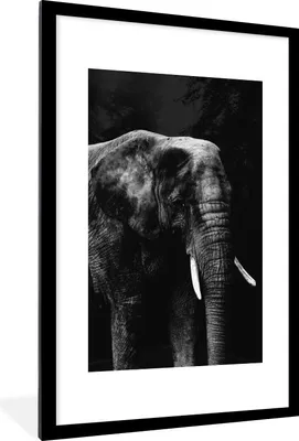 Produktbild von MuchoWow® Gerahmtes Poster Elefant auf schwarzem Hintergrund - schwarz und weiß 60x90 cm - Poster mit Schwarzem Bilderrahmen Wandposter Rahmen Foto Bilder - Dekoration - Wandposter Wohnzimmer - Hochwertig