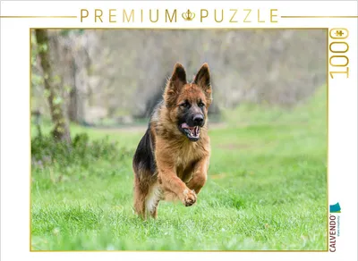 Produktbild von CALVENDO Puzzle Schäferhündin | 1000 Teile Lege-Größe 64x48cm Foto-Puzzle für glückliche Stunden