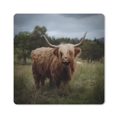 Produktbild von MuchoWow® Mauspad Mousepad Schottischer Highlander - Tiere - Kuh 20x20 cm - Mousepads - Maus Mat - Pad - Mausunterlage - Desk Mat - Bureauartikeln