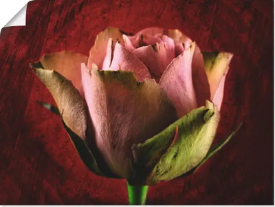 Produktbild von Anke Brehm: Rosa Rose, Produkt:Poster, Größe:30x40 cm / Poster
