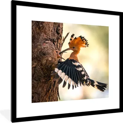Produktbild von MuchoWow® Gerahmtes Poster Vogel - Baum - Wald 40x40 cm - Poster mit Schwarzem Bilderrahmen Wandposter Rahmen Foto Bilder - Poster - Plakat im Rahmen