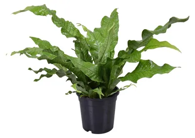 Immagine prodotto di Microsorum Diversifolium - 35-45cm - Ø17cm - Pianta d'appartamento - Sempreverde