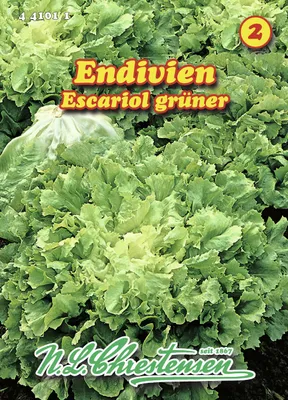 Produktbild von Endivie Escariol grüner | Endiviensalatsamen von N.L. Chrestensen