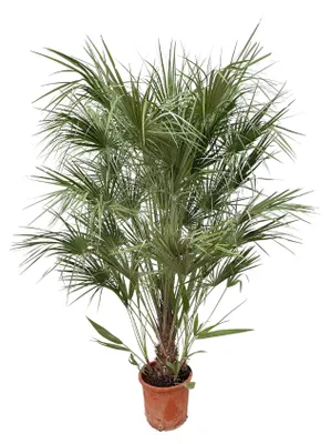Immagine prodotto di Struzzo Chamaerops humilis - 170cm- Ø30 cm