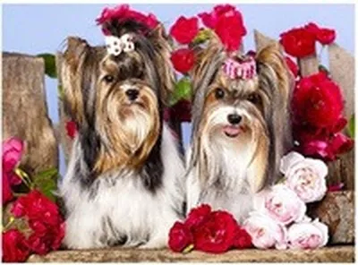 Produktbild von 50x40 cm Malen nach zahlen Set mit Holzrahmen Hunde und Rosen