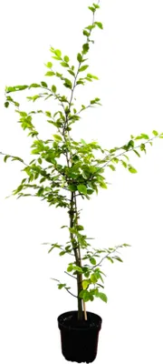 A potted plant with green leaves and a brown stem against a white background.