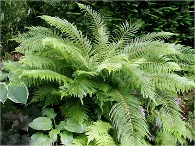 Produktbild von Stauden Gänge 3 x Polystichum setiferum 'Herrenhausen' im 1 Liter Topf - Filigranfarn - Eleganz und Struktur für schattige Gärten