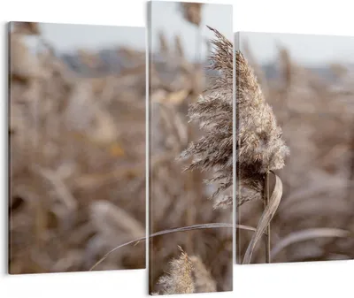 Produktbild von Bild auf Leinwand - Leinwandbild - 3 Teile - Boho Ähren Gras - 95x80cm - Wand Bild - Wanddeko - Wandbilder - Leinwanddruck - Bilder - Wanddekoration - Leinwand bilder - Wandbild - CB95x80-4763