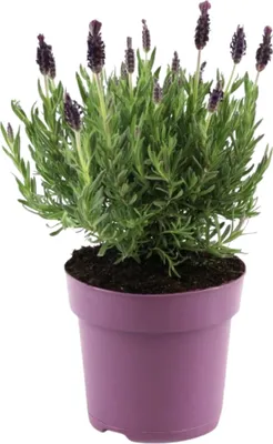 Zdjęcie produktu dla Lawenda francuska - Lavandula stoechas 'Anouk' - Wysokość 25-35cm - ⌀15cm