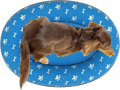 Produktbild von Aufblasbares Hundebad - Hunde-Floß für Welpen und Haustierbesitzer