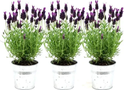 Image de Plants by Frank | 3 Plantes de lavande française en pot Old Look | Lavandula stoechas 'Anouk®' | Couvre-sol rustique | Vivaces rustiques | Plantes de jardin
