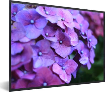 Produktbild von MuchoWow® Gerahmtes Poster Blumen - Lila - Hortensie - Natur - Blütenblätter 80x60 cm - Poster mit Schwarzem Bilderrahmen Wandposter Rahmen Foto Bilder - Schwarzem - Mit Gestell