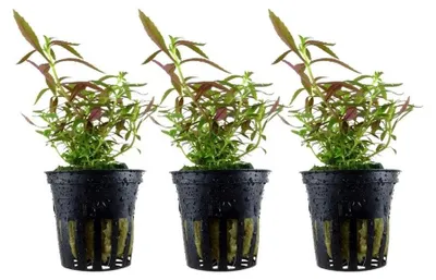 Produktbild von Aquarium Pflanze 3 Stück Limnophila Wasserpflanze AquaOne Nr.047C Set Dekoration