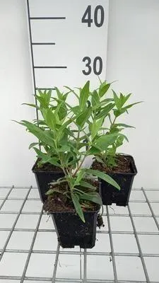 Produktbild von 6 x  Penstemon hybr. 'Purple Passion' - Bartfaden - Topf 9 x 9 cm