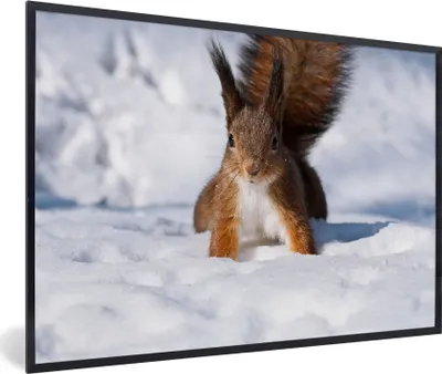 Produktbild von MuchoWow® MuchoWow® Gerahmtes Poster Eichhörnchen - Nagetier - Schnee - Winter 60x40 cm - Poster mit zchwarzem Bilderrahmen - Printing - Wanddeko Schlafzimmer