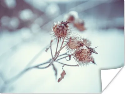Produktbild von MuchoWow® Poster Pflanzen - Winter - Schnee - Natur 120x90 cm - Wandbild