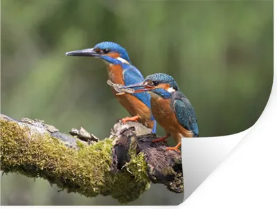 Produktbild von MuchoWow® Wandtattoo Wandsticker Wandaufkleber Eisvogel - Fisch - Zweig 40x30 cm Selbstklebend und Repositionierbar - Faltenfrei