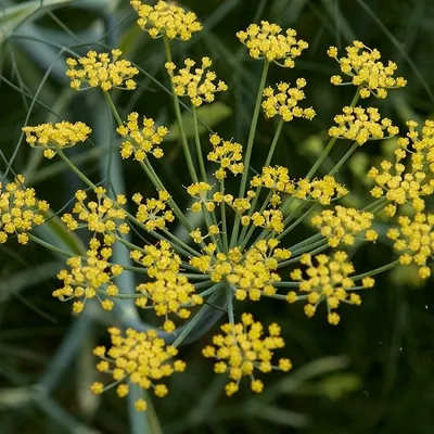 Obrázok produktu pre 6 x Fenchel - Foeniculum vulgare | Topf 9cm x 9cm
