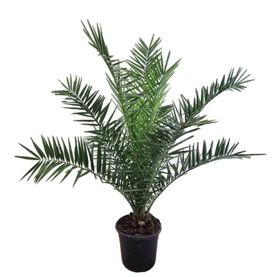 Produktbild von Phoenix canariensis Dattelpalme 75cm XXL