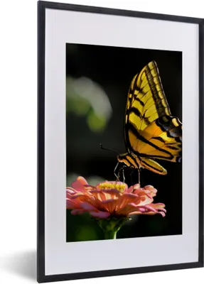 Produktbild von MuchoWow® Gerahmtes Poster Schmetterling - Botanisch - Blume 40x60 cm - Poster mit Schwarzem Bilderrahmen Wandposter Rahmen Foto Bilder - Poster in Rahmen