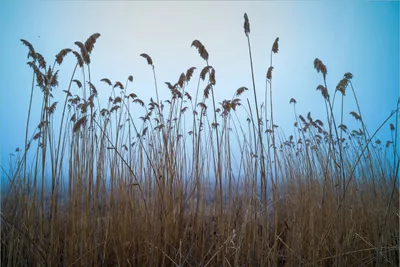 Produktbild von Wallario Premium Vliestapete Fototapete Schilfrohr am See vor blauem Himmel in der Größe 400 x 267 cm, extra dick, wird in 5 Teilen geliefert