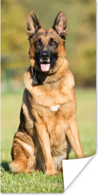 Produktbild von MuchoWow® Poster Deutscher Schäferhund in der Sonne sitzend 80x160 cm - Kinderzimmer