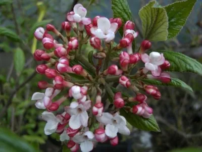 Produktbild von Osterschneeball Mohawk - Wintergrüner Duftschneeball - Viburnum burkwoodii - Vanille Duft (30-40)