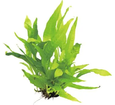 Produktbild von Javafarn - Microsorum pteropus