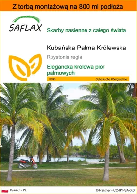 Zdjęcie produktu dla SAFLAX - Garden in the bag - Kubańska Palma Królewska - 8 Nasiona - Z podłożem uprawowym w praktycznej, samorozkładającej się torbie - Roystonia regia