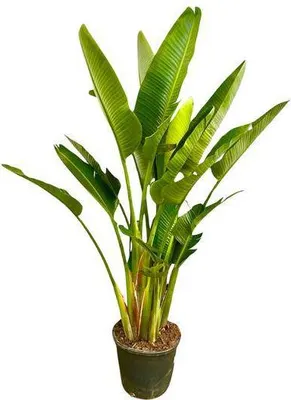 Obrázek produktu pro Stromová strelice Strelitzia Augusta, vícekmenná, XXL, 225cm, prumer 40cm, bílá