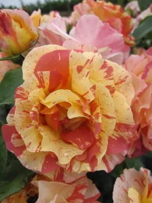 Produktbild von Edelrose Alfred Sisley® - Rosa Alfred Sisley® - Malerrose - Delbard Rose