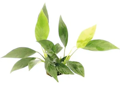 Obrázek produktu pro Vodní rostlina Anubias barteri var. glabra