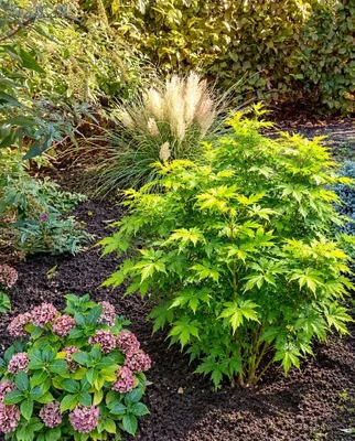 Produktbild von Japanischer Fächerahorn Acer Palmatum Going green 30 - 40 cm Ahorn