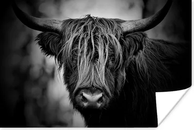 Produktbild von MuchoWow® Poster Schottischer Hochländer - Licht - Porträt - Natur 120x80 cm - Bilder