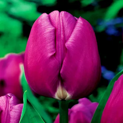 Zdjęcie produktu dla Tulipan Triumph Purple Flag 5 szt. Tulipany Cebulki Tulipanów Cebule