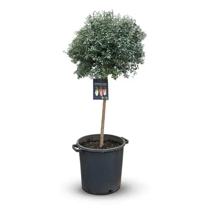 Image de Citron caviar rouge - citrus australasica - agrume méditerranéen - arbre fruitier - ↕ 130-150 cm - ⌀ 35 cm