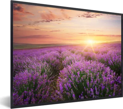 Produktbild von MuchoWow® Gerahmtes Poster Lavendel - Sonne - Blumen 80x60 cm - Poster mit Schwarzem Bilderrahmen Wandposter Rahmen Foto Bilder - Schwarzem - Mit Gestell
