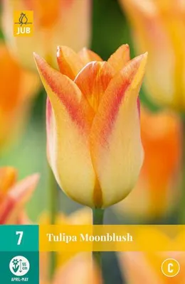 Artikelbild 2 von 'Tulpe Moonblush (7 Stück)' aus der Kategorie Tulpenzwiebeln