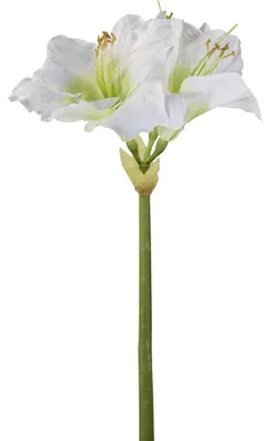 Produktbild von FINK Kunstblume Amaryllis - weiß - H. 1cm x B. 15cm