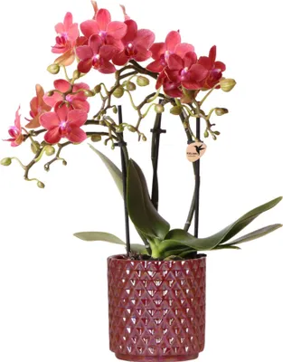 Obrázok produktu pre Kolibri Orchids Cervená orchidea Phalaenopsis Congo + kvetinác Red Pearl - velkost kvetináca 9 cm